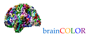 BrainColor-logo.png