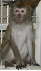 Macaque.png
