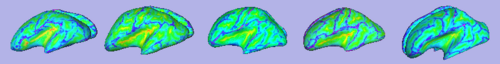 Sucal depth overlayed on inflated cortical surfaces