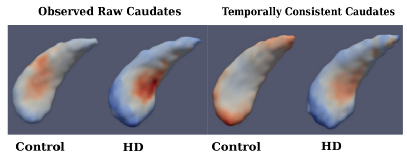 File:Compare caudates.png