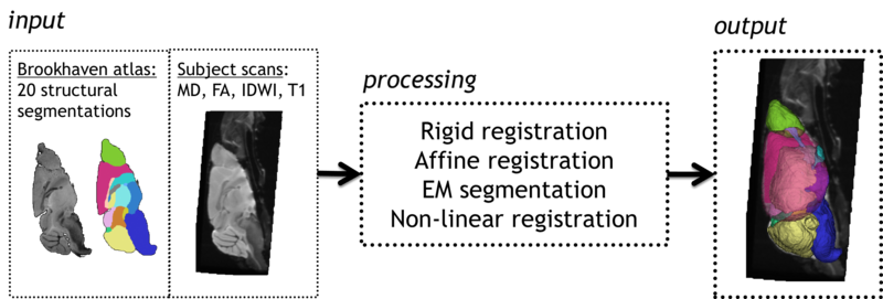 File:Mbrain segmentation.png