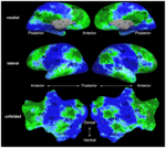 Mit fmri clustering parcellation2 xsub.png