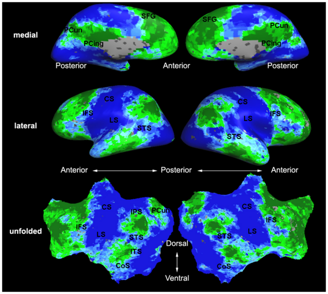 File:Mit fmri clustering parcellation2 xsub.png