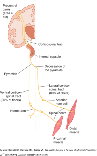 File:Corticospinaltract.bmp