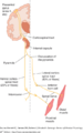 Corticospinaltract.bmp
