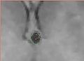 Thumbnail for version as of 20:23, 8 October 2009