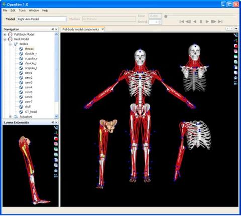 Stanford SIMBIOS: Whole Body Segmentation for Simulation - NAMIC Wiki