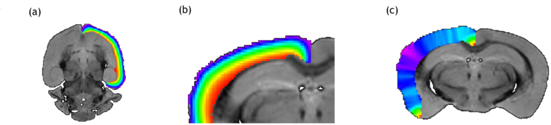 File:Mbrain thickness.png